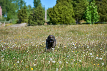 Beautiful German Shepherd dog playing in a meadow on a sunny spring day in Skaraborg Sweden