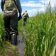© supansa - Fieldwork in Wetlands Researchers wearing waders collecting samples in a wetland area surrounded by tall grasses.