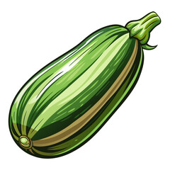 Wall Mural - zucchini vector, illustration of zucchini isolated on white background