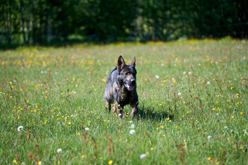 Beautiful German Shepherd dog playing in a meadow on a sunny spring day in Skaraborg Sweden