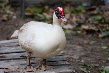 Poster - The white duck is rest at farm