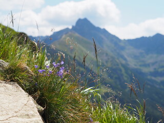 Stunning purple flowers bloom on a lush green mountain hillside, with a majestic mountain peak in the distance, capturing the serene and vibrant beauty of nature.