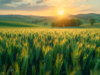 Poster - A picturesque view of a lush green wheat field illuminated by the golden sunset, with rolling hills and a vibrant sky creating a serene rural landscape.