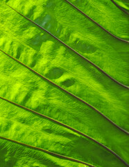 Poster - natural green leaf background