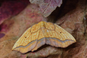 Wall Mural - moth camouflage