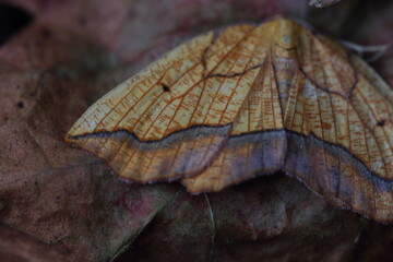 Wall Mural - moth camouflage