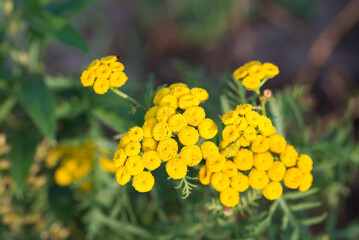 Wall Mural - Common tansy,.Tanacetum vulgare yellow flowers closeup selective focus