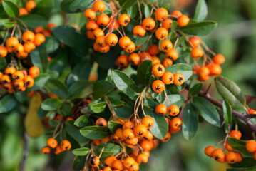 Wall Mural - Scarlet firethorn, Pyracantha coccinea M.Roem berries closeup selective focus .