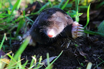 mole