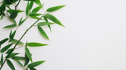 Bamboo leaves on a white backdrop with copy space image.