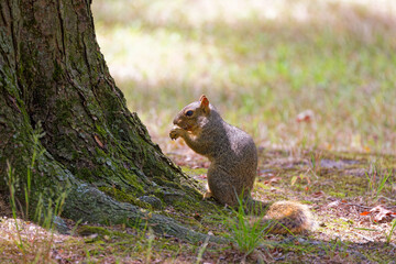 Wall Mural - the fox squirrel (sciurus niger), also known as the eastern fox squirrel or bryant's fox squirrel.