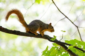 Canvas Print - The fox squirrel (Sciurus niger), also known as the eastern fox squirrel or Bryant's fox squirrel. 