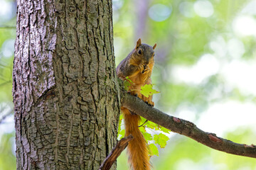 Wall Mural - the fox squirrel (sciurus niger), also known as the eastern fox squirrel or bryant's fox squirrel.