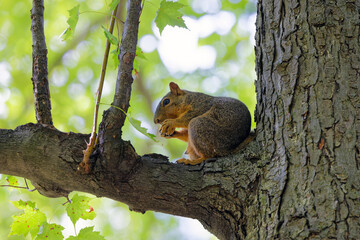 Wall Mural - the fox squirrel (sciurus niger), also known as the eastern fox squirrel or bryant's fox squirrel.