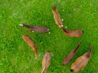 Sticker - Aerial view of a group of horses on a field.