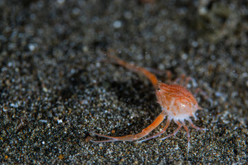 PG Island, Oriental Mindoro Province, Philippines - Close-up of marine life