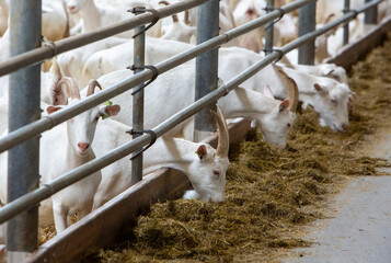 Canvas Print - many white goats in barn of dutch farm