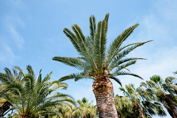 Poster - Palm trees against the sky.