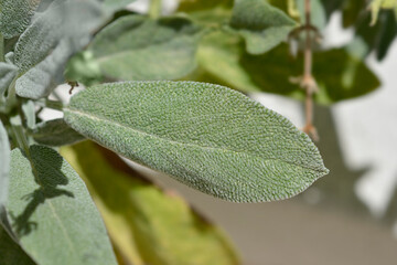 Common sage leaf