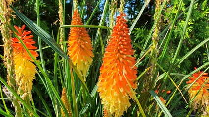 Canvas Print - Sweden. Kniphofia uvaria is a species of flowering plant in the family Asphodelaceae, also known as tritomea, torch lily, or red hot poker, due to the shape and color of its inflorescence.