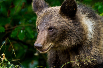 Wall Mural - Young bear at the Transfagarasan, Romania