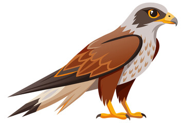 Wall Mural - Beautiful bird buzzard vector art illustration