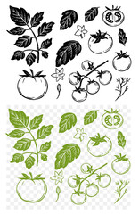 Wall Mural - Tomatoes set, monochrome vector illustration, engraving style