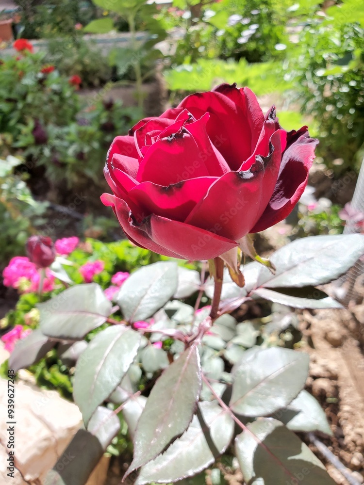 A single red rose blooming in a green garden. Its velvety petals are ...