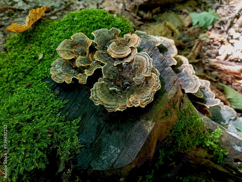 Old tree mushrooms grow on an old stump covered with green forest moss ...