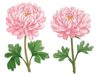 Beautiful pink chrysanthemums with lush green leaves, perfect for floral designs and natural themes in art and decoration.