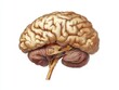 © Xabi - science textbook style illustration of a human brain, side view, brown monotone on a white background