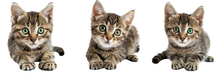 Collection set of mischievous kitten with bright green eyes isolated on a transparent background