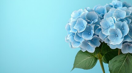 Sticker -   Blue hydrangea flower on light blue background