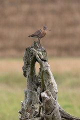 Canvas Print - Barge à queue noire,.Limosa limosa, Black tailed Godwit, region Pays de Loire; marais Breton; 85, Vendée, Loire Atlantique, France