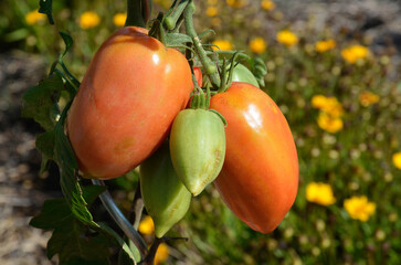 Wall Mural - Solanum lycopersicum 'Cornabel' , Tomate cornue des Andes