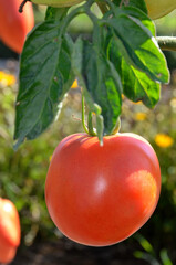 Wall Mural - Solanum lycopersicum 'Cobra' , Tomate ronde