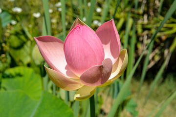 Wall Mural - Lotus, Nelumbo nucifera