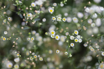 Wall Mural - A close up of a field of white flowers with yellow centers. The flowers are small and clustered together, creating a peaceful and serene atmosphere