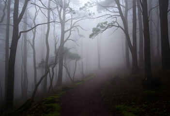 Foggy Forest Path: A winding path through a dense, fog-covered forest, creating a sense of mystery.
