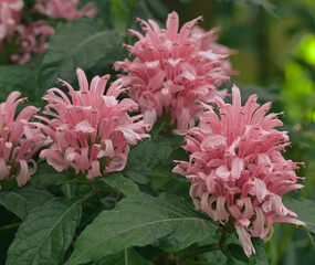 Canvas Print - Beautiful close-up of justicia carnea