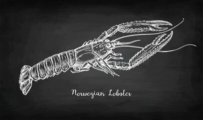 Wall Mural - Norwegian lobster chalk sketch.