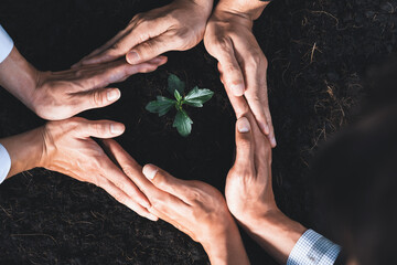 Wall Mural - Top view group of businesspeople grow and nurture plant together on fertilized soil concept of eco company committed to CSR corporate social responsible principle, reducing CO2 emission. Gyre