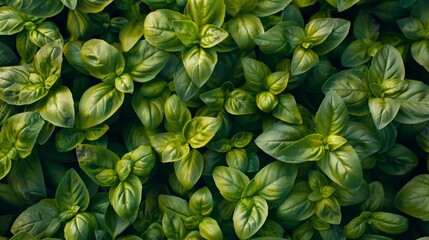 Wall Mural - Basil leaves filling the frame. 