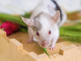 Close-up portrait of a satin mouse, mouse face with red eyes. Domestic animal, small rodent, pest on farms and residential buildings.