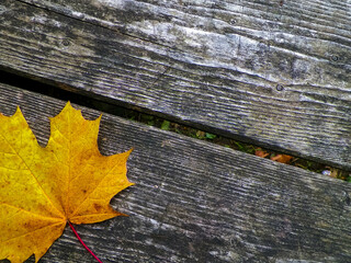 Poster - Yellow autumn leaves on wood as nature background.