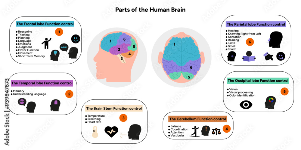 Human brain anatomy with colored parts diagram medical. Parietal ...