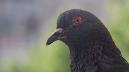 Wall Mural - Pigeon closeup portrait, bird on the window, rainy day, pigeon beautiful portrait, pigeons eyes in macro, Extreme Close Up, cute animals