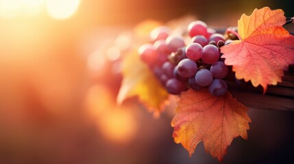 Ripe autumn grapes on the vine