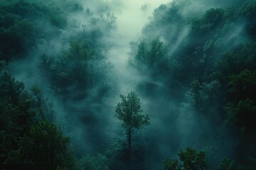 Canvas Print - Aerial View of a Misty Forest