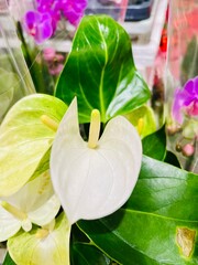 close up of a white zantedeschia flower against a green leaf. side view